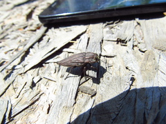 Ectinogonia intermedia