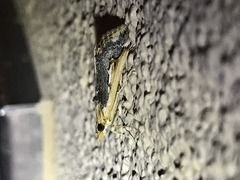 Loxostege albiceralis