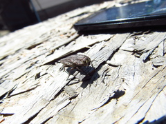 Ectinogonia intermedia