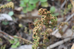 Pleopeltis orientalis