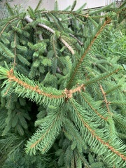 Picea abies