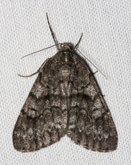 Galenara lixaria