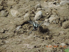 Protographium epidaus fenochionis