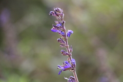 Salvia bogotensis