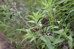 Salvia bogotensis
