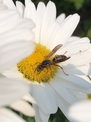 Polistes fuscatus