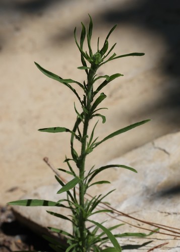 photo of Flax-leaved Horseweed (Erigeron bonariensis)
