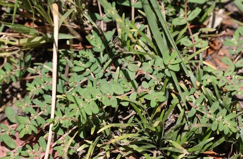 photo of Spotted Spurge (Euphorbia maculata)