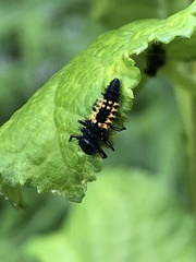 Harmonia axyridis