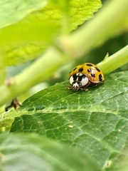 Harmonia axyridis
