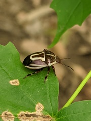 Perillus circumcinctus