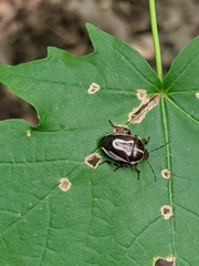 Perillus circumcinctus