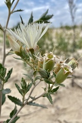 Mentzelia strictissima