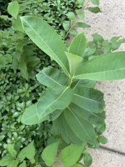 Asclepias syriaca