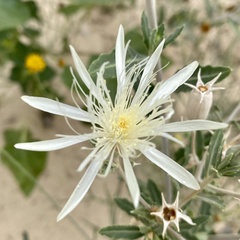 Mentzelia strictissima