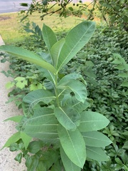 Asclepias syriaca
