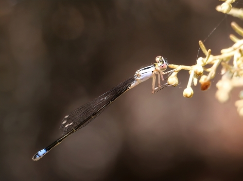 iNaturalist observation photo of Pacific Forktail