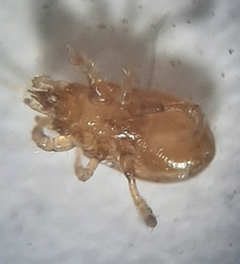 Pergamasus