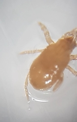 Pergamasus
