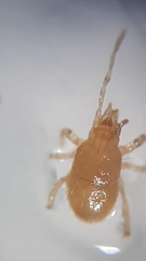 Pergamasus