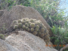 Mammillaria karwinskiana nejapensis