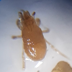 Pergamasus