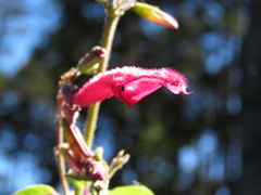 Salvia nervata image