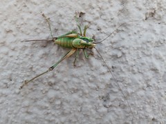 Eupholidoptera cephalonica