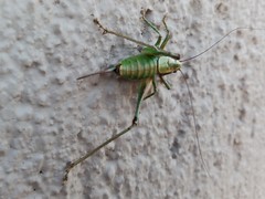 Eupholidoptera cephalonica