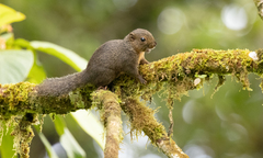 Microsciurus