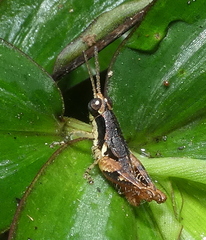 Eujivarus meridionalis