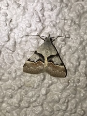 Hemeroplanis incusalis