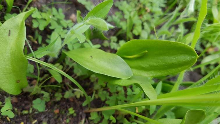 limestone adder's-tongue from Jerécuaro, Gto., México on July 19, 2021 ...