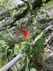 Aquilegia elegantula