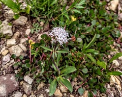 Valeriana acutiloba