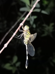 Orthetrum sabina