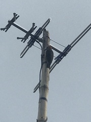 Melanerpes aurifrons