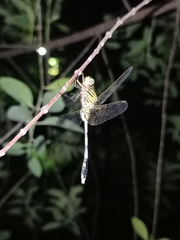 Orthetrum sabina