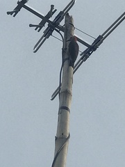 Melanerpes aurifrons