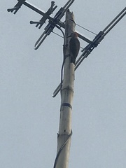 Melanerpes aurifrons