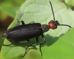 Epicauta atrata