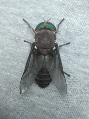 Tabanus americanus