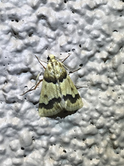 Pseudoschinia elautalis