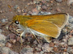 Euphyes bimacula