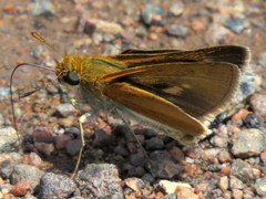Euphyes bimacula