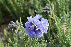 Polemonium confertum