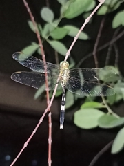 Orthetrum sabina