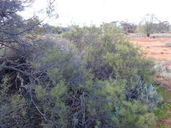 Acacia colletioides