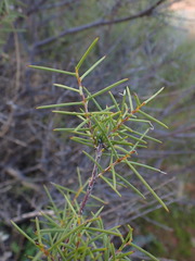 Acacia colletioides