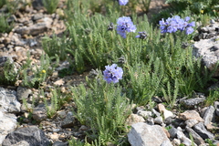 Polemonium confertum
